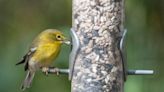 Want to attract more birds? Get up-close view with seed variety, feeders and suet