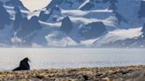 Walrus detectives: public asked to count Arctic mammals in satellite images