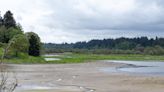 Why are Salmon Creek trail ponds drying up?