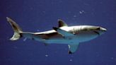 Beach weather is here and so are sharks. Scientists say it's time to look out for great whites