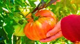 Tomatoes grow bigger and bountiful fruit when fed a natural homemade fertiliser