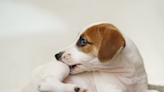 Veterinarian Lists Top 10 Dog Allergens Pet Parents Should Be Aware Of