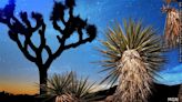 Couple rescued from desert near California's Joshua Tree National Park after running out of water – KION546