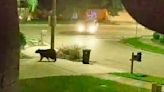 Bear caught on video in Oldsmar, Tampa: Could it be the same animal?