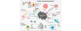 Cancer immunology