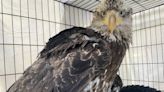 Lead-poisoned juvenile bald eagle gets treatment at Oregon wildlife hospital