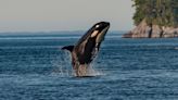 Heavy Metal Music Doesn’t Stop Killer Whales from Attacking Boats