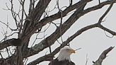 Where to see bald eagles in the Cuyahoga Valley National Park, around Northeast Ohio