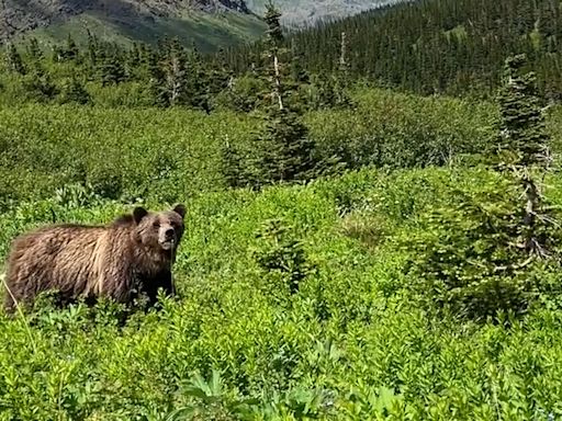 Video shows woman's scarily close encounter with grizzly. She says she'd still 'choose the bear.'