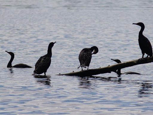 Plans to move the cormorants away from Toronto islands were working. Then two eagles showed up