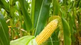 US finds Bayer’s genetically modified corn can be safely grown — but there’s a big catch