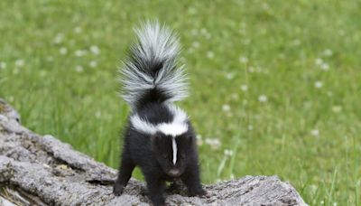 Miller Zoo Shows off Their Adorable ‘Spicy’ Baby Skunks and People Can’t Get Enough