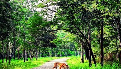 No traffic, more green