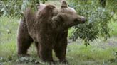 Ecologistas en Acción lamenta que la Audiencia de Palencia se haya limitado a confirmar la sentencia contra el cazador que mató una osa en 2020