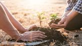 Nestlé anuncia reflorestamento de 4 mil hectares de áreas degradadas no Cerrado e na Mata Atlântica | Agro Estadão