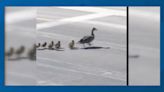 Caught on camera: Momma duck helps babies cross East Valley street at crosswalk