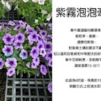 心栽花坊-紫霧泡泡牽牛/牽牛花/6吋/觀花植物/綠籬植物/售價300特價250