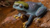 Scientists spot rare ‘once-in-a-lifetime’ blue frog in Australia