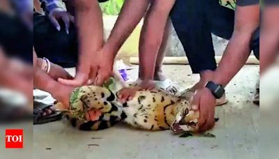 Jungle cat mistaken for a leopard cub sparks panic, caught | Hyderabad News - Times of India