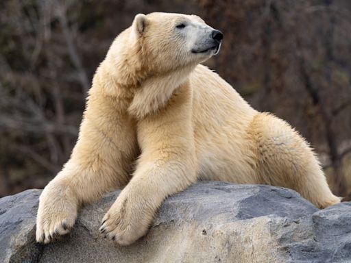 Polar bear at Calgary Zoo died by drowning following 'crushing' injury