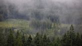 Rare tree hunter in Canada finds ‘freak of nature’ 1,000-year-old cedar