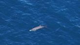 New England Aquarium scientists spot endangered sperm whale, calf in water off Cape Cod