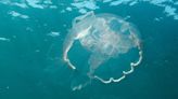 ¿Son peligrosas las medusas? Expertos escoceses alertan de un "año récord" en sus costas