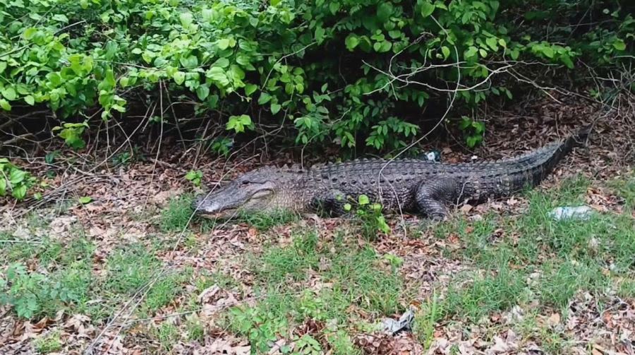 Remains of missing TX woman found inside alligator’s jaws: Officials