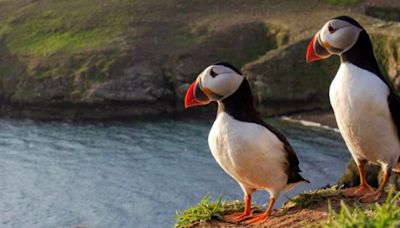 Tiny island that's home to 42,000 puffins