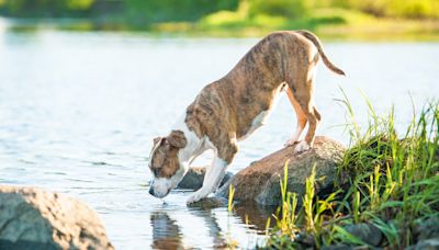 Rescue Pit Bull's Big Catch Would Even Have Pro Fishermen Impressed