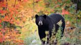 Louisiana to bring a lottery hunting season for once endangered black bears