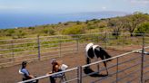 How horses at the Spirit Horse Ranch help Maui wildfire survivors process their grief