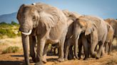 UK ban on trade of ivory takes effect in ‘conservation victory’ for elephants