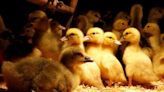 Buy early and share, foie gras makers say after bird flu slashed output