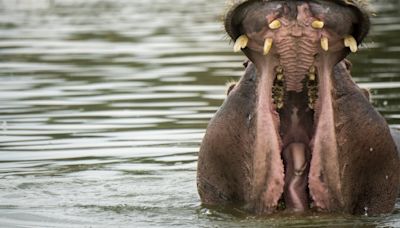 Brutal hippo attack: 63-year-old dragged to bottom of river, tossed like rag doll opens up about the nightmare