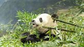 Giant pandas will return to Washington’s National Zoo by year’s end | Texarkana Gazette
