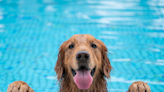 Golden Retriever Mom Lists 5 Foods to Keep Dogs Hydrated This Summer