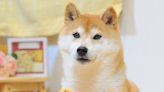 The Beloved Doge Meme Dog Has Died - Rest In Peace Kabosu