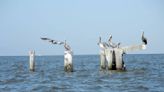 California's pelicans are starving and scientists may know why