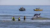 Cruise ship docks in NYC after 44-foot dead endangered whale found on bow