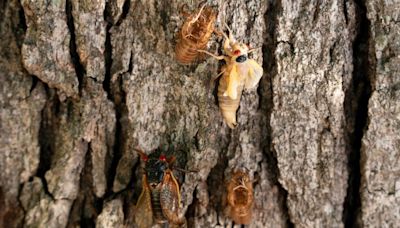 The cicada invasion has begun! Find out where the flying insects are emerging