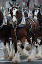 Budweiser Clydesdales