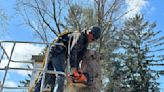 Granger Tree Services - What You Need To Know About Local Companies
