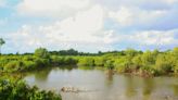 ‘Cryptic’ 3-foot-long creature found in mangroves of Myanmar. It’s a new species