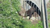 Bear spotted roaming through Castaic neighborhood