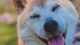Kabosu, Shiba Inu Who Helped Define the Doge Meme, Dies at 18