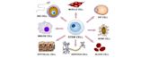 cellular differentiation