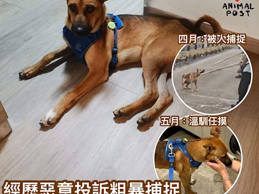 經歷惡意投訴粗暴捕捉 善良小狗仍對人充滿友善信任 - 香港動物報 Hong Kong Animal Post