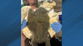 Sea turtle rescued from fishing hook and returned to the ocean at Bogue Inlet Pier