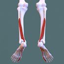 Flexor hallucis longus muscle